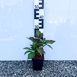 Hortensja ogrodowa 'In Pink' 2L