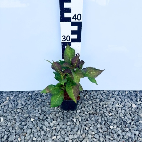 Hortensja ogrodowa 'In Pink' 2L