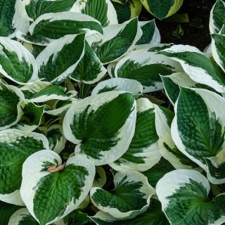 Hosta 'Patriot' 2L