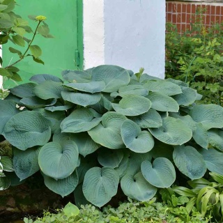 Hosta 'Sieboldiana' 2L