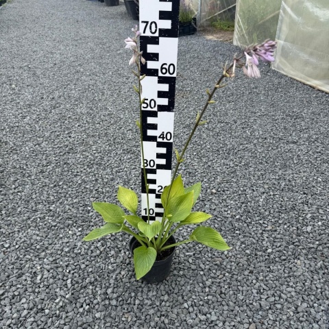 Hosta 'Sieboldiana' 2L