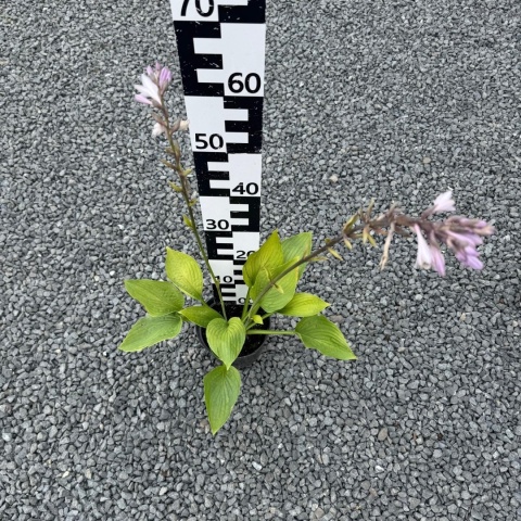 Hosta 'Sieboldiana' 2L