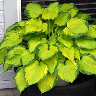 Hosta 'Stained Glass' 2L