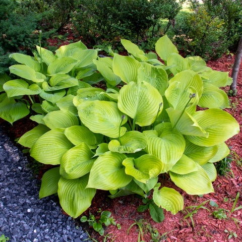 Hosta 'Sum and Substance' 2L