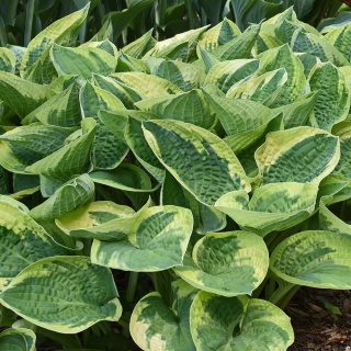 Hosta 'Wide Brim' 2L