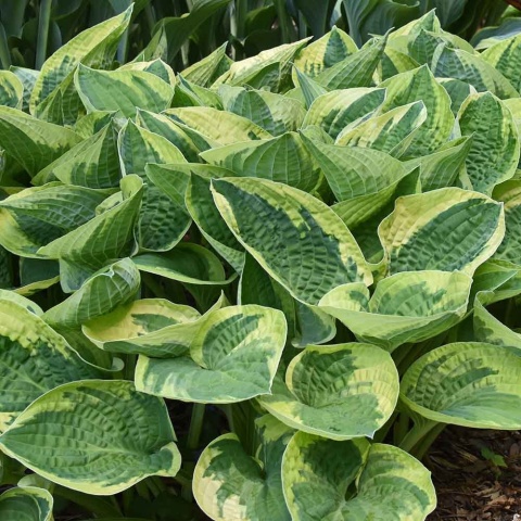 Hosta 'Wide Brim' 2L