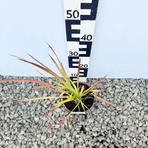 Imperata cylindryczna 'Red Baron' 2L