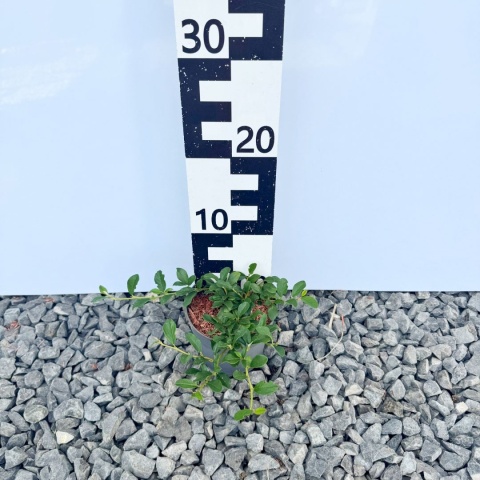 Irga szwedzka 'Coral Beauty' 2L