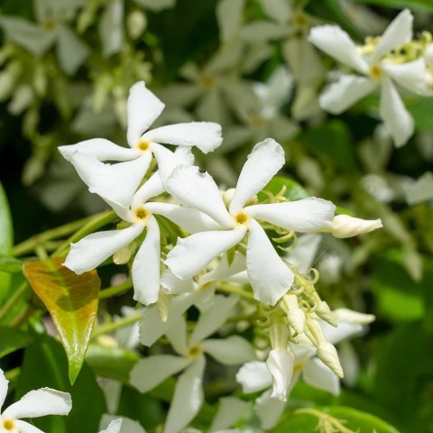 Jaśmin gwiazdkowy 2L