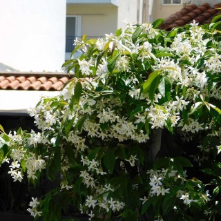 Jaśmin gwiazdkowy 2L