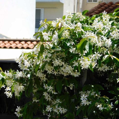 Jaśmin gwiazdkowy 2L