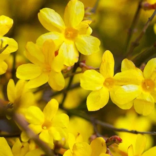 Jaśmin nagokwiatkowy 2L