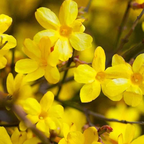 Jaśmin nagokwiatkowy 2L