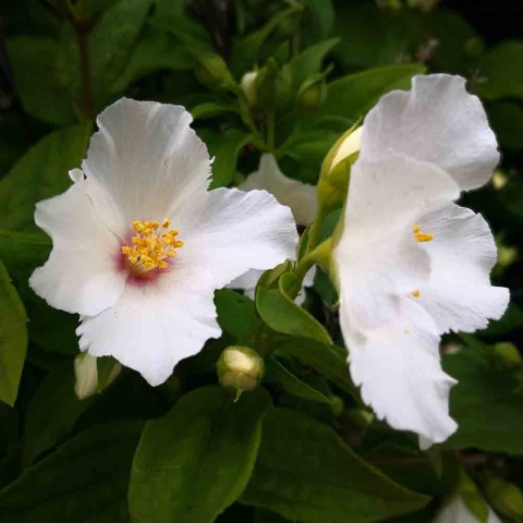 Jaśminowiec 'Petite Perfume White' 2L