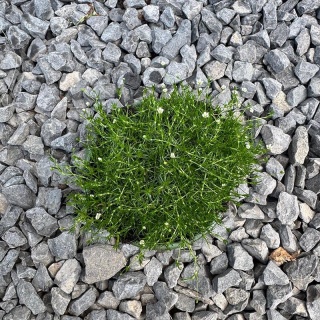 Karmnik ościsty 'Green Moss' 0,7L