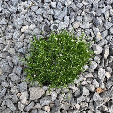 Karmnik ościsty 'Green Moss' 0,7L