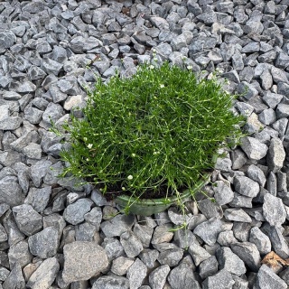 Karmnik ościsty 'Green Moss' 0,7L