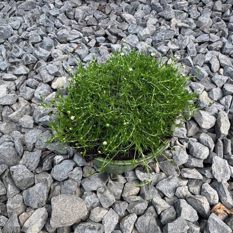 Karmnik ościsty 'Green Moss' 0,7L