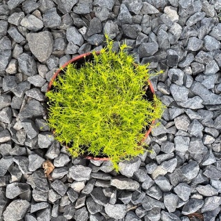 Karmnik ościsty 'Lime Moss' 0,7L