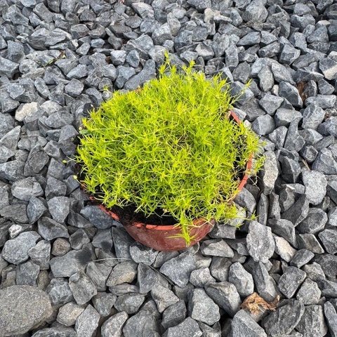 Karmnik ościsty 'Lime Moss' 0,7L