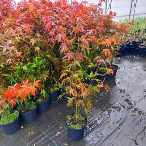 Klon palmowy 'Atropurpureum' 3L