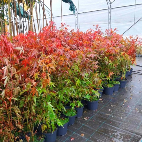 Klon palmowy 'Atropurpureum' 3L