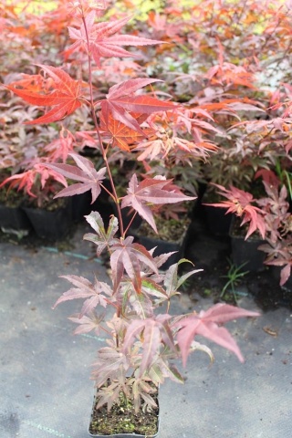 Klon palmowy 'Atropurpureum' P9(0,5L)