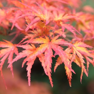 Klon palmowy 'Phoenix' 2L