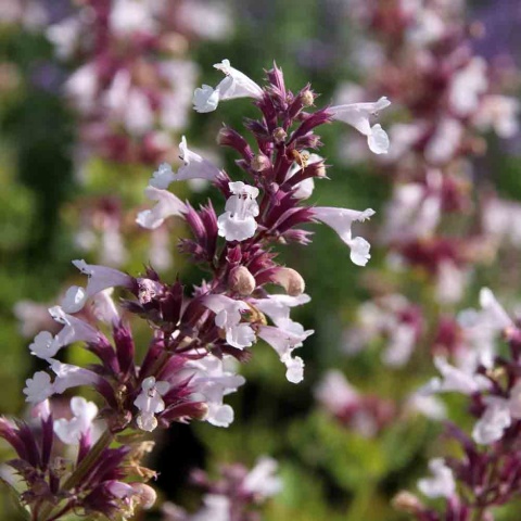 Kocimiętka 'Dawn to Dusk' 2L