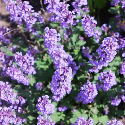 Kocimiętka 'Six Hills Giant' 3L