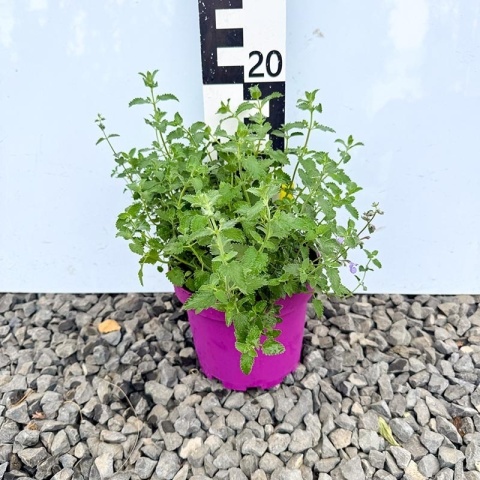 Kocimiętka 'Six Hills Giant' 3L