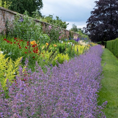 Kocimiętka 'Walker's Low' 3L