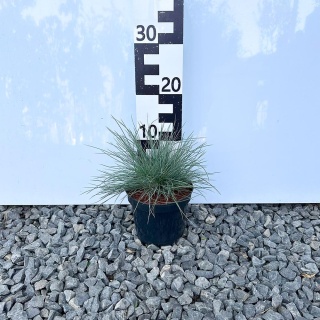 Kostrzewa sina 'Blue Horizon' 1,5L