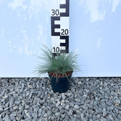 Kostrzewa sina 'Blue Horizon' 1,5L