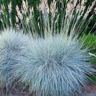 Kostrzewa sina 'Elijah Blue' 1,5L