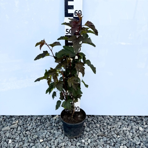 Krwawnik pospolity 'Red Velvet' 2L