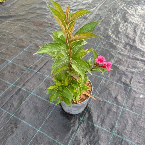 Krzewuszka 'Bristol Ruby' 2L