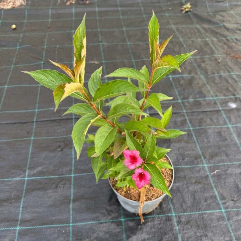 Krzewuszka 'Bristol Ruby' 2L