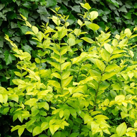 Ligustr 'Vicaryi' 2L