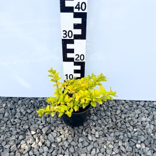 Ligustr 'Vicaryi' 2L