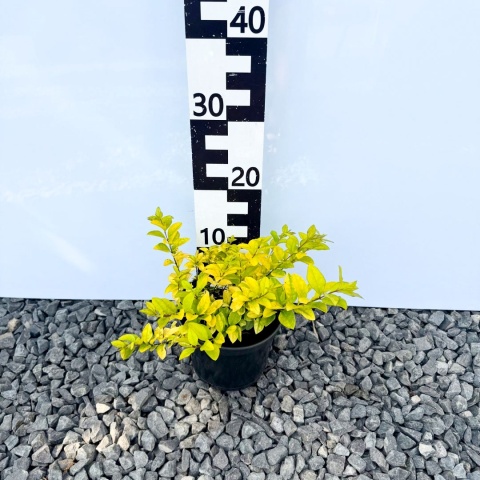 Ligustr 'Vicaryi' 2L