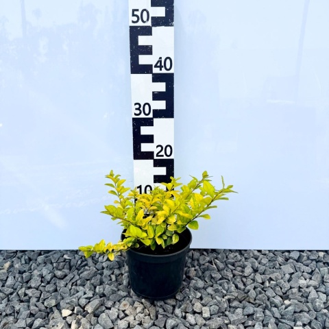 Ligustr 'Vicaryi' 2L