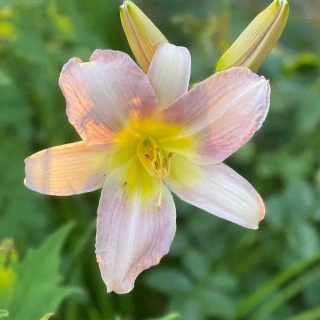 Liliowiec 'Astolat' 2L