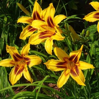 Liliowiec 'Bonanza' 1,5L