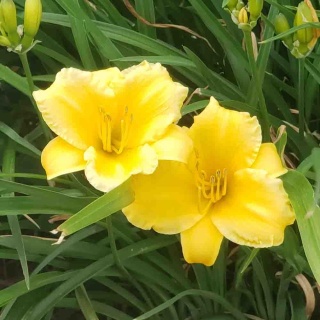 Liliowiec 'Happy Returns' 2L