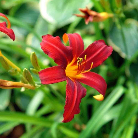 Liliowiec 'Little Tyke' 2L