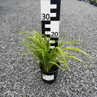 Liliowiec 'Little Tyke' 2L