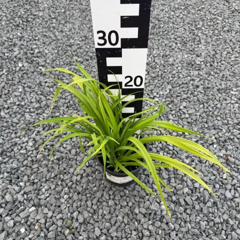 Liliowiec 'Little Tyke' 2L