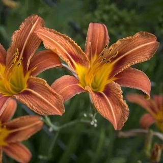 Liliowiec 'Margaret Perry' 2L