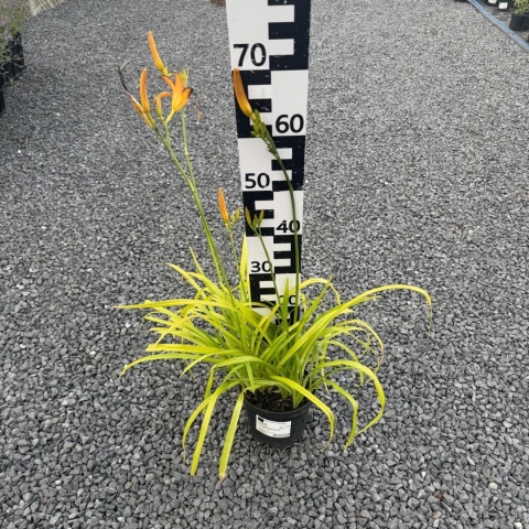 Liliowiec 'Margaret Perry' 2L